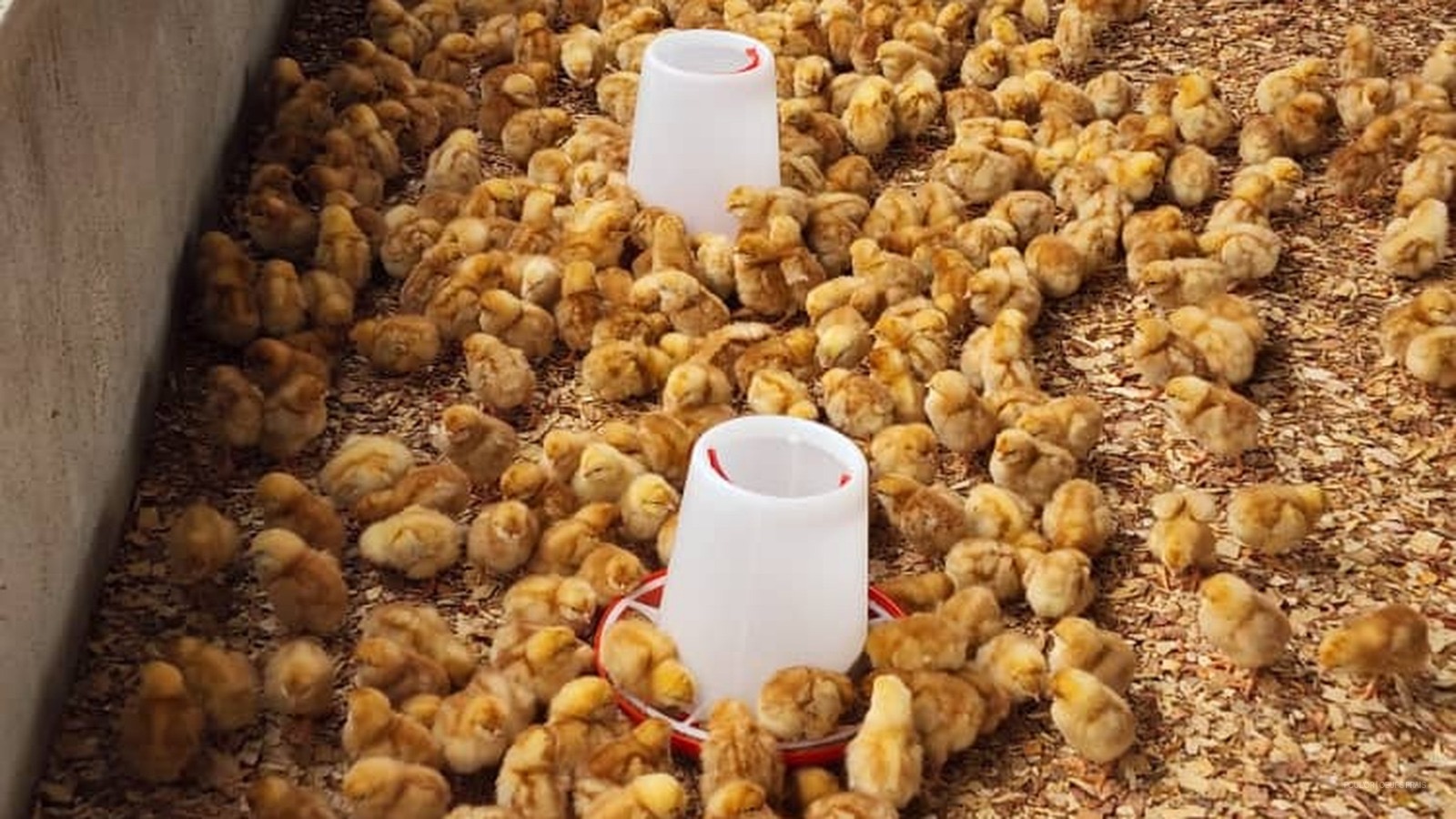 Day-old chicks at the farm