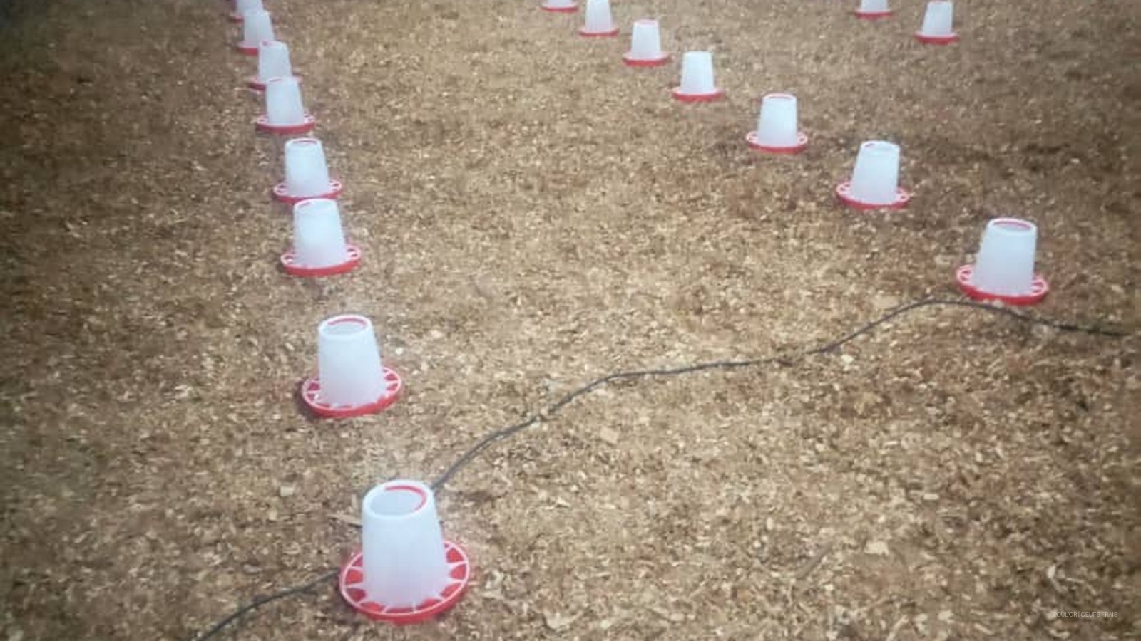 Brooder feeders in clean production environment