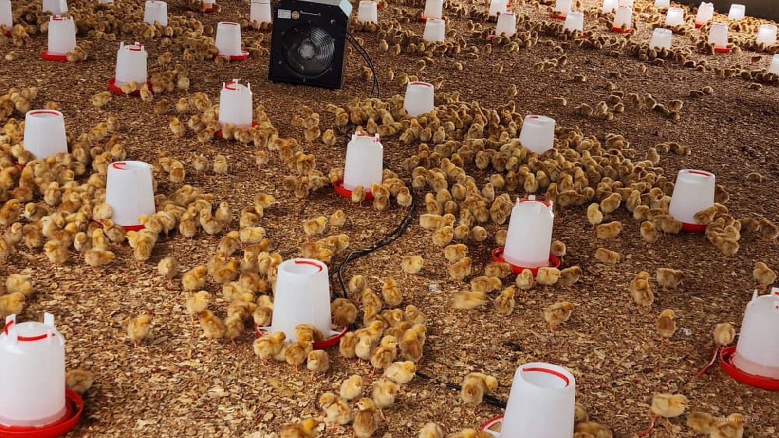 Day-old chicks raised for layer flocks